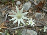 Flannel Flower Actinotis helianthi 